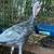 Turkey poultry 1 thumbnail