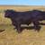 Angus Bulls 13 thumbnail