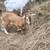 Full Nigerian dwarf bucklings and also crosses 4 thumbnail