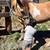 4 year old WSR gelding 3 thumbnail