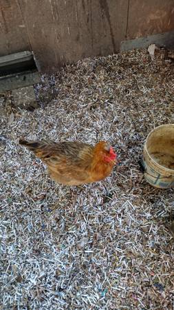 Easter Egger Chickens 1