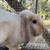 Holland Lop and Netherland Dwarf Rabbits 10 thumbnail