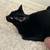 Free Cat 8 thumbnail