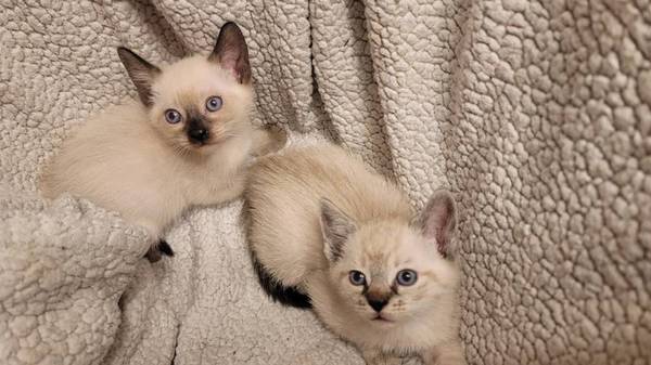 Kittens 1