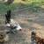 Ducks, chickens 4 thumbnail