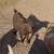 Nigerian Dwarf Goats 7 thumbnail