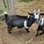 Nigerian Dwarf goats 4 thumbnail