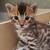 SmartBengalKitty 3 thumbnail