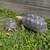 Two Red Headed Turtles 1 thumbnail