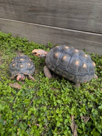 Two Red Headed Turtles 1