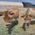 Jersey cows beef steers 5 thumbnail
