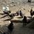 Silkie chickens 2 thumbnail