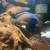 African Cichlids 14 thumbnail