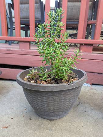 Succulent 1