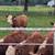 Hereford Cattle 4 thumbnail