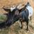 Two Bred Grade Nigerian Dwarf Does due in November 2 thumbnail