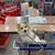 POMERANIAN DOG FOR ADOPTION 2 thumbnail