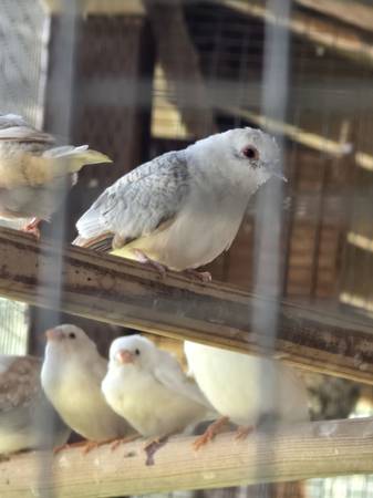 Diamond Doves 1