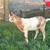 Billy Goat 5 thumbnail