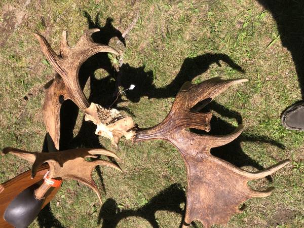 4 minnesota moose racks antlers - $150 (Nelson)63471095108097120