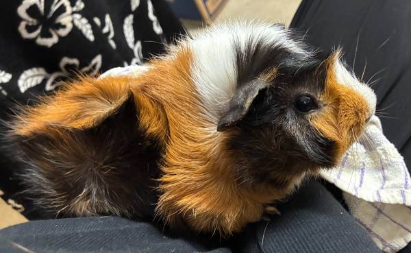Silkie mix baby guinea pigs & Abyssinian male looking for loving home! (Brooklyn)63690314772097124