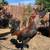 Gallos,roosters,gamefowl 1 thumbnail