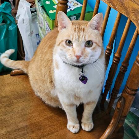 Lost Orange Tabby Cat with White Markings (Camarillo)63686073444993122