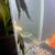 Largr common plecos for rehome asap! 3 thumbnail