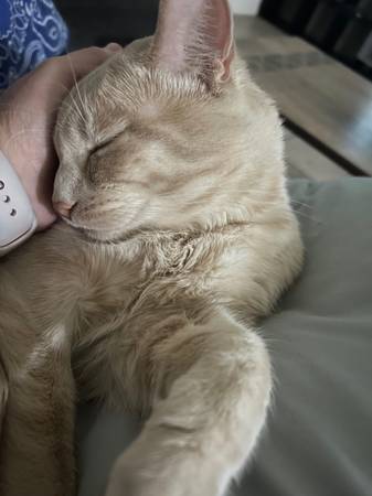 Reubicación de un gato atigrado naranja
