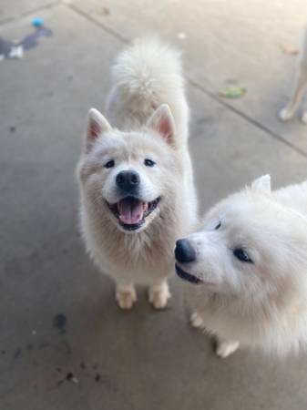 Samoyed (Tiburón)63696489655683121
