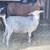 Nigerian Dwarf Does 19 thumbnail