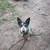 Full blooded blue healer 3 thumbnail