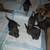 German shepherdx Dutch shepherd 3 thumbnail