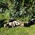 KuneKune Piglets 3 thumbnail