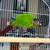 Green Cheeked conure 1 thumbnail
