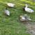 Mallard Ducks 3 thumbnail