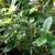 Variegated Dwarf Schefflera (Schefflera arboricola), 4 thumbnail