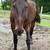 Friesian/Saddlebred cross gelding 1 thumbnail