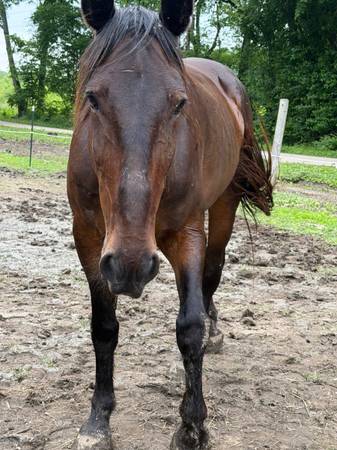 Friesian/Saddlebred cross gelding 1