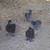 Four silky hen chicks 2 thumbnail