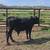 Yearling Bull 4 thumbnail
