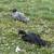 Muscovy drakes 1 thumbnail