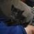 Kittens 5 thumbnail