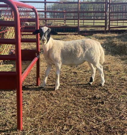Ram lambs 1