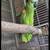 Bird cage ,jaula,amazon,parrot,african grey 3 thumbnail