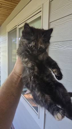 Kittens free 1
