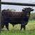 Registered American Milking Devon Bull Calf #2 7 thumbnail