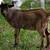 Nigerian Dwarf Bucklings 1 thumbnail