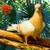 ARCHANGEL PIGEONS 10 thumbnail
