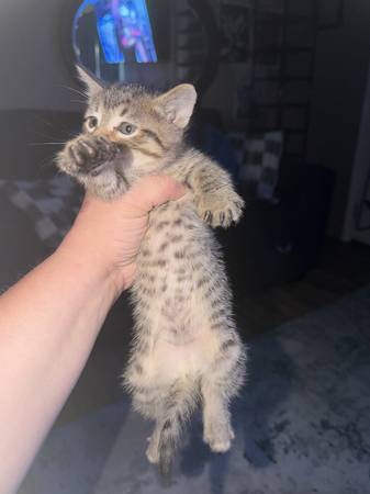 Gatitos de 7 semanas530229760298199044